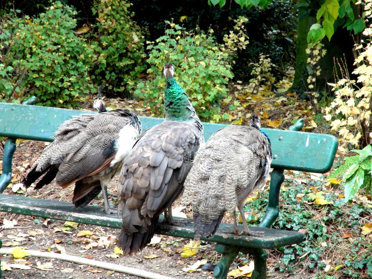 3 paons sur  un banc 