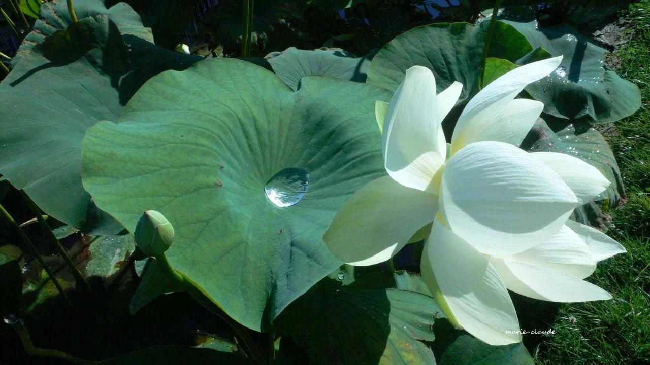 Le lotus blanc