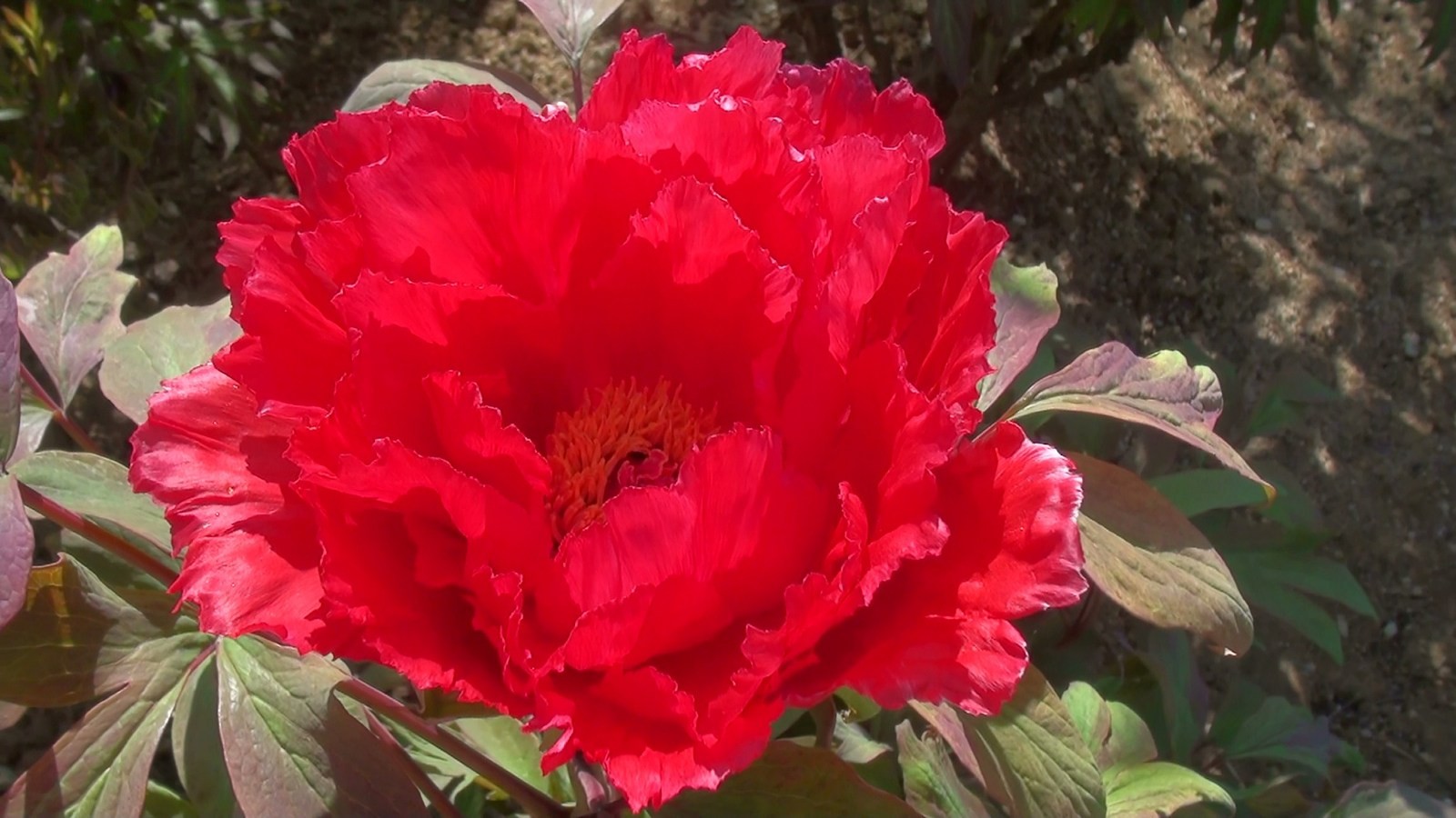 Pivoine rouge éclatant 
