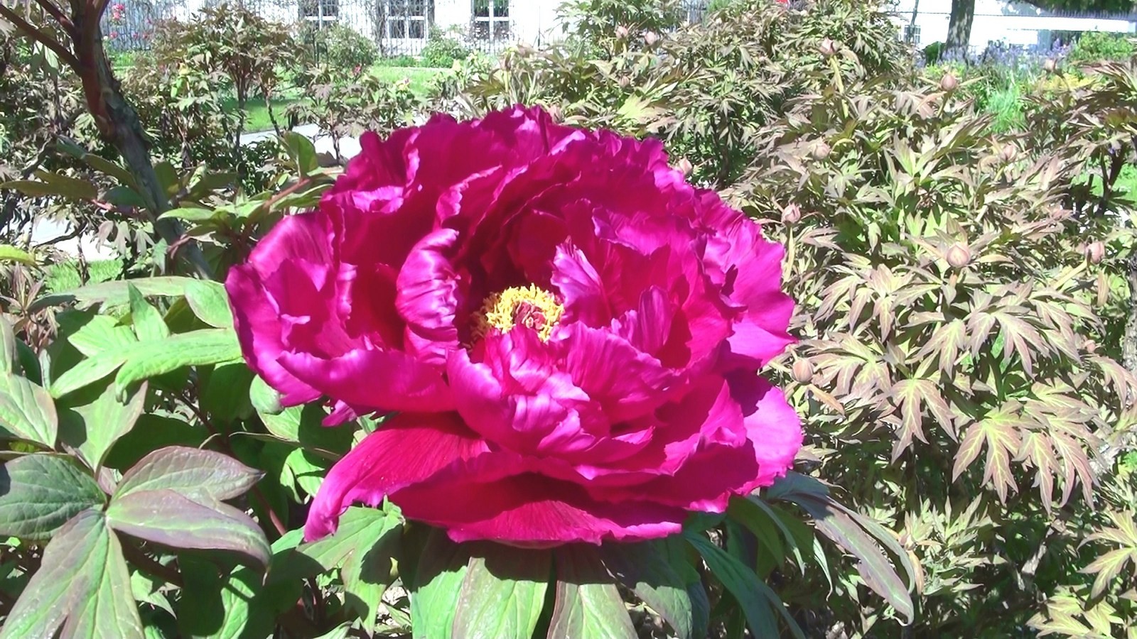 Pivoine violette  