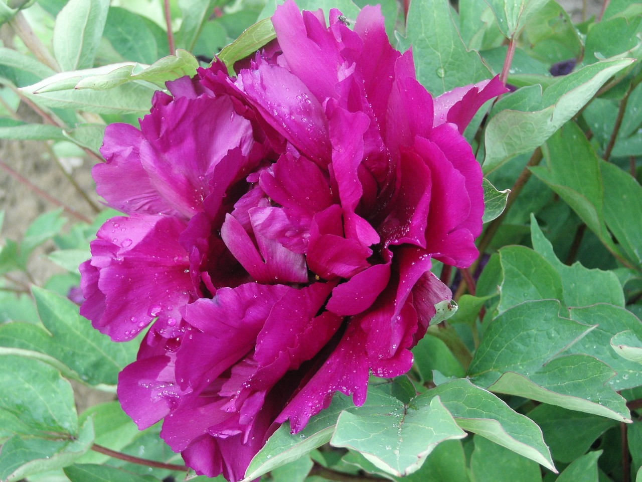 Pivoine violette 2