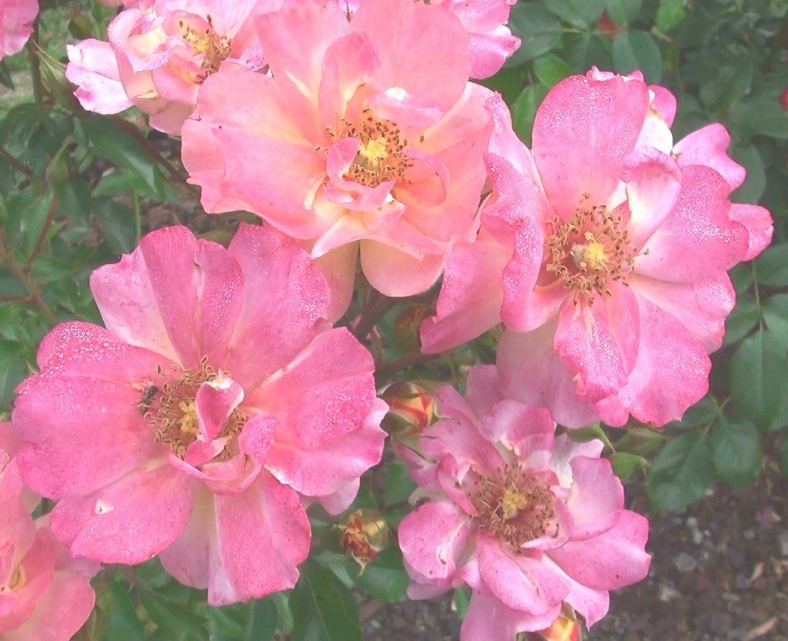 Petites roses rosées