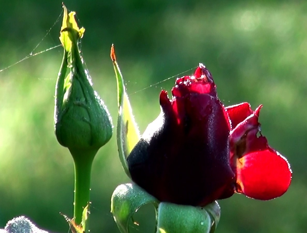 Bouton de roses et son fil de roile d'araignée