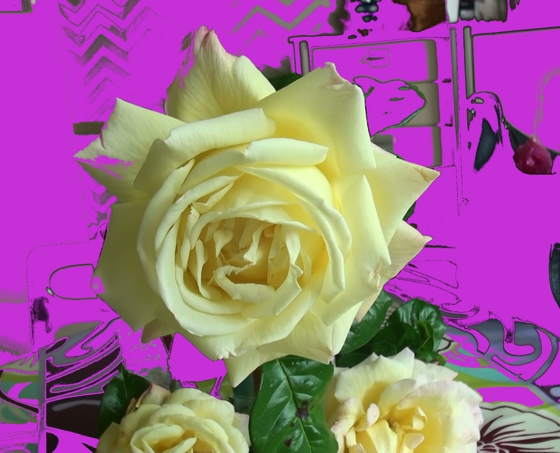 Rose jaune sur  fond violet 