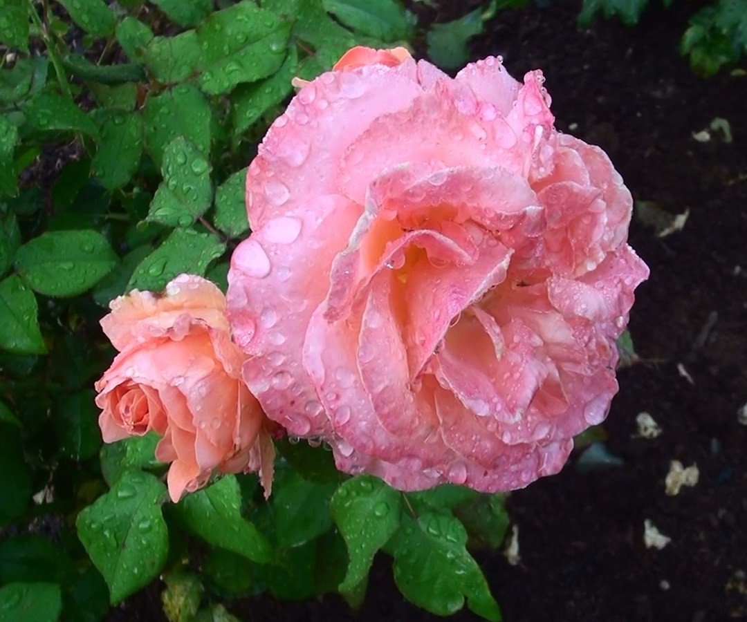 Rose dans la rosée 