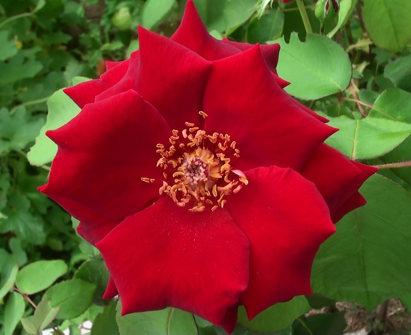 Rose rouge et ses étamines