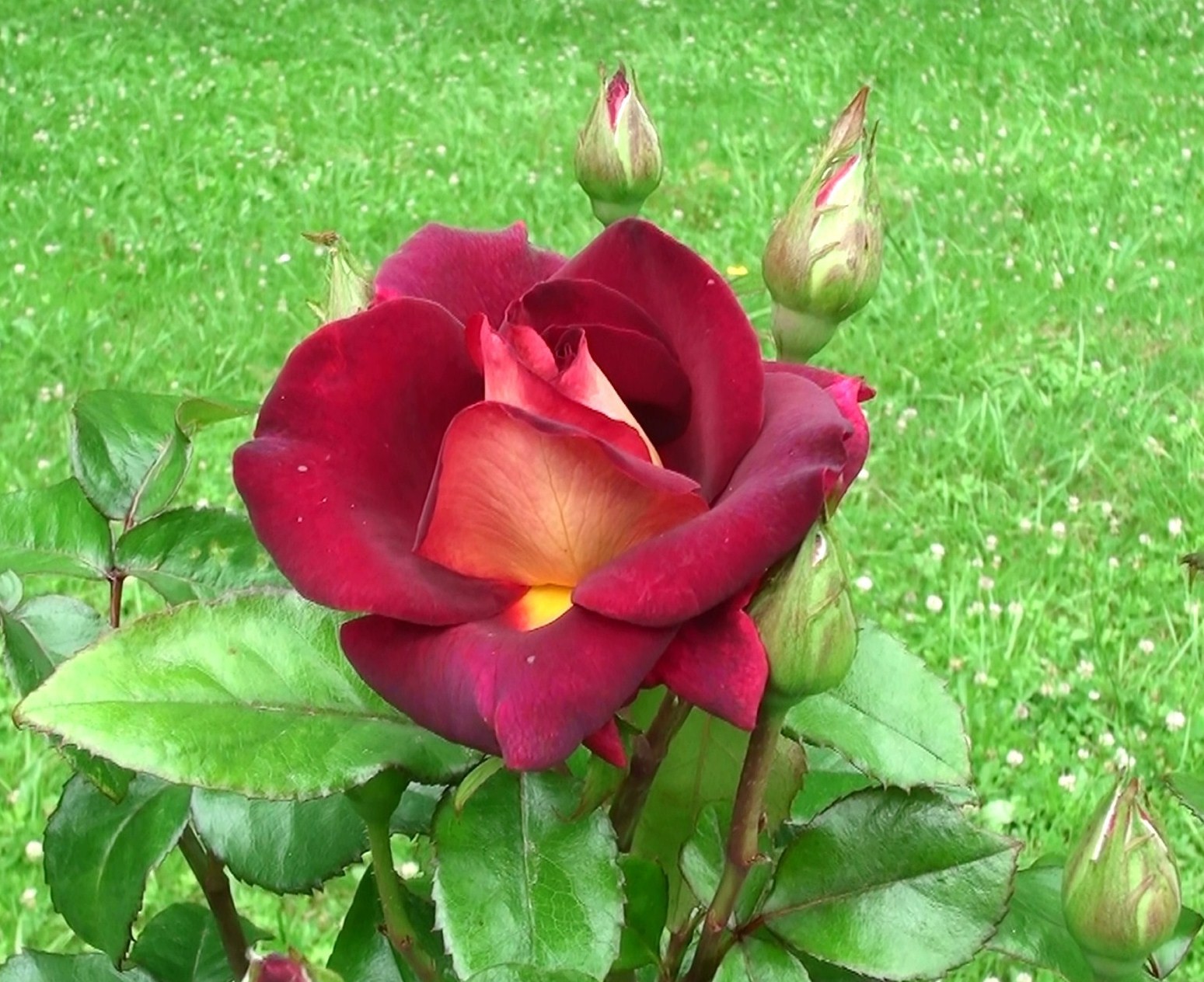 Rose veloutée 