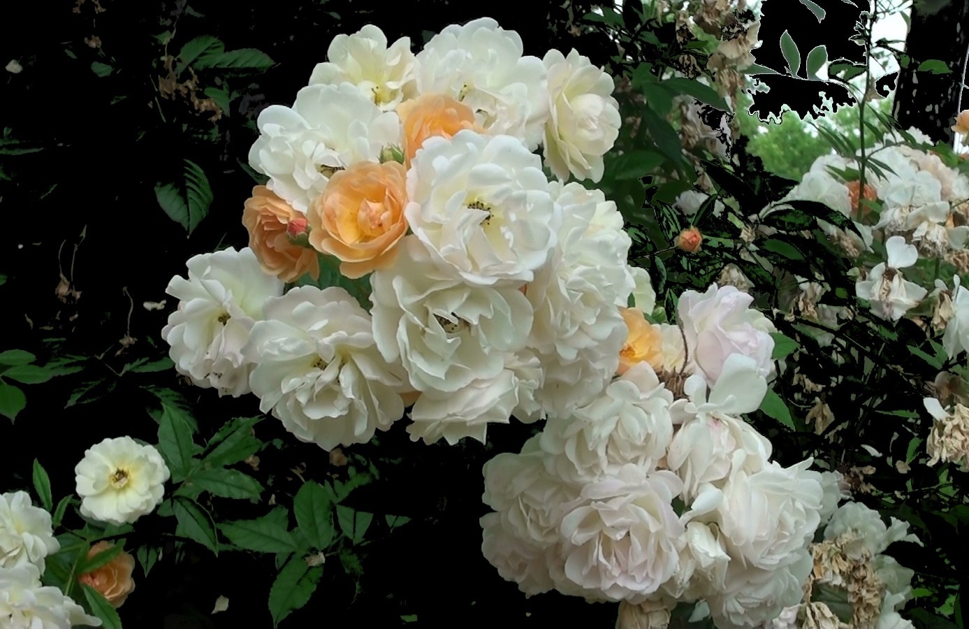 Bouquet de roses blanches 